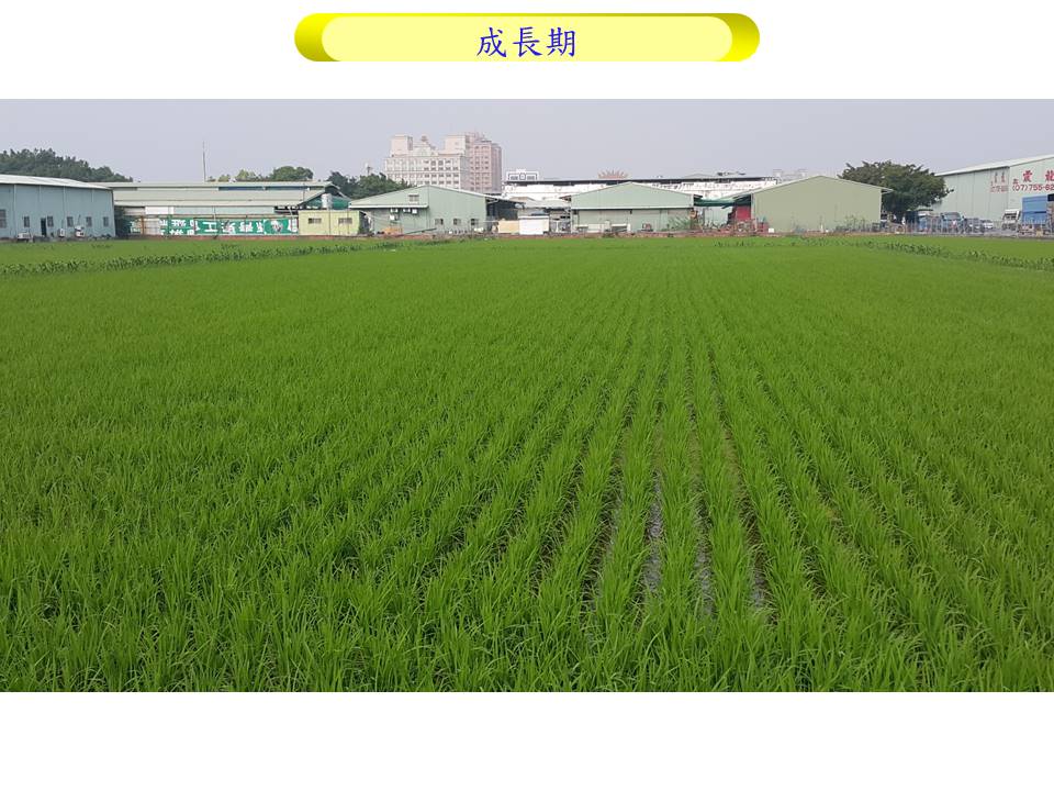 04_水稻_2成長期