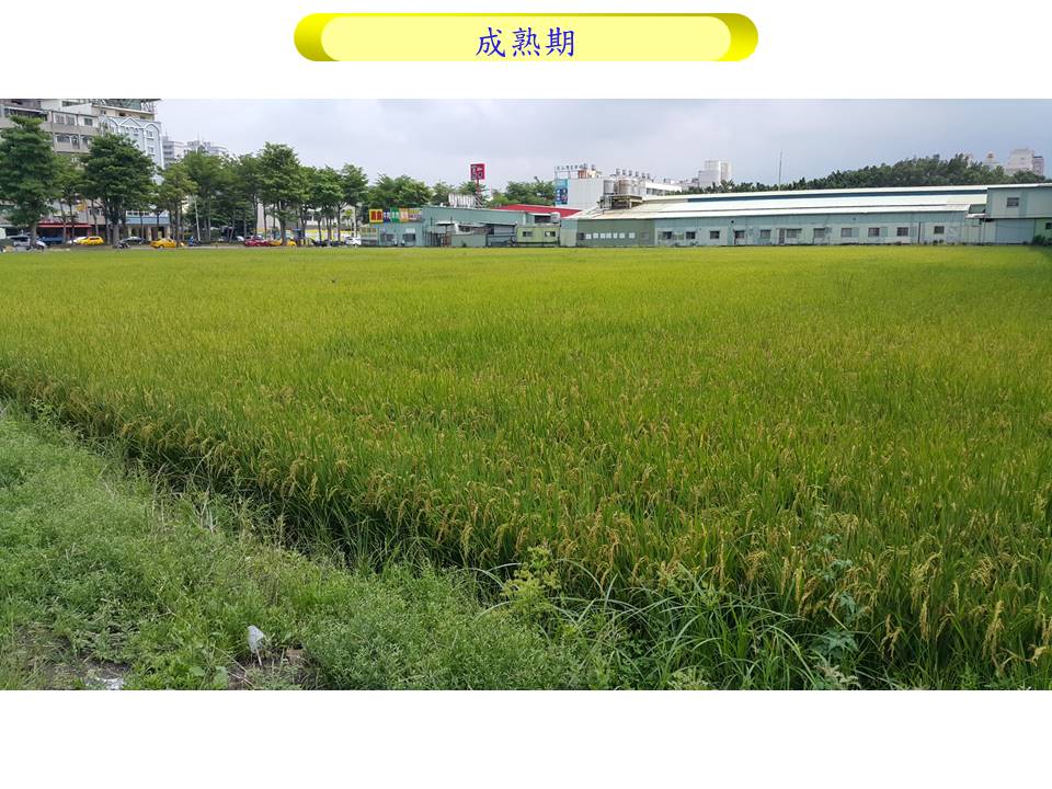 04_水稻_3成熟期