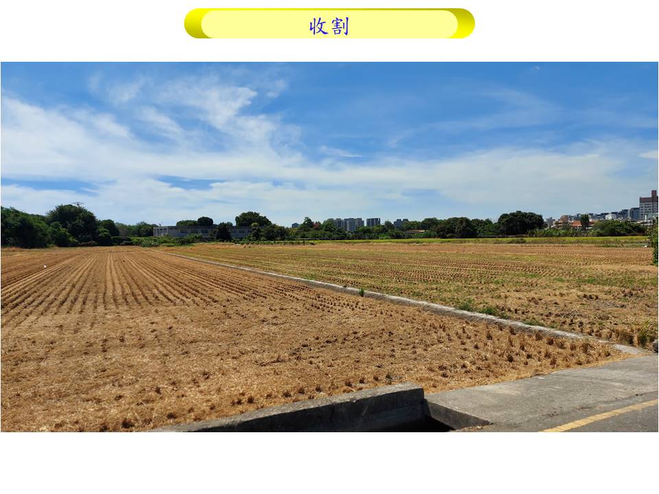 04_水稻_4收割
